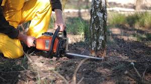 Professional Tree Removal and Landscaping Services in Laymantown, VA